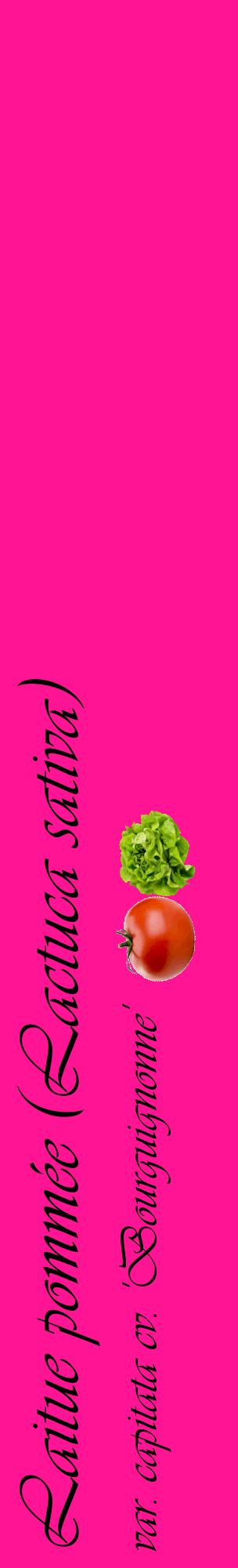 Étiquette de : Lactuca sativa var. capitata cv. 'Bourguignonne' - format c - style noire43_basiqueviv avec comestibilité simplifiée