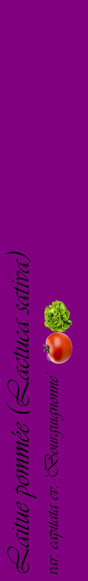 Étiquette de : Lactuca sativa var. capitata cv. 'Bourguignonne' - format c - style noire46_basiqueviv avec comestibilité simplifiée