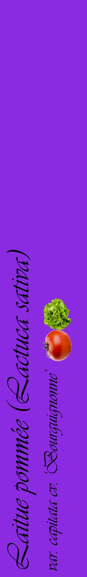 Étiquette de : Lactuca sativa var. capitata cv. 'Bourguignonne' - format c - style noire49_basiqueviv avec comestibilité simplifiée