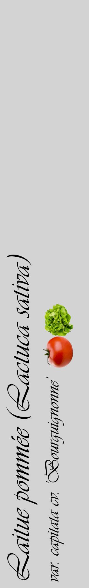 Étiquette de : Lactuca sativa var. capitata cv. 'Bourguignonne' - format c - style noire56_basiqueviv avec comestibilité simplifiée