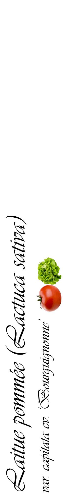 Étiquette de : Lactuca sativa var. capitata cv. 'Bourguignonne' - format c - style noire60_basiqueviv avec comestibilité simplifiée
