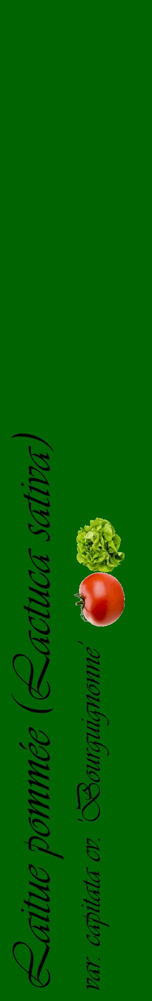 Étiquette de : Lactuca sativa var. capitata cv. 'Bourguignonne' - format c - style noire8_basiqueviv avec comestibilité simplifiée