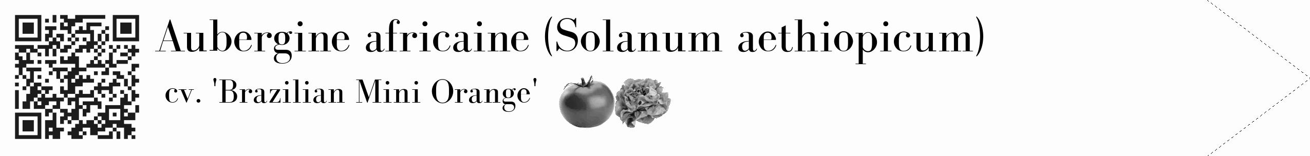 Étiquette de : Solanum aethiopicum cv. 'Brazilian Mini Orange' - format c - style noire19_simple_simplebod avec qrcode et comestibilité simplifiée