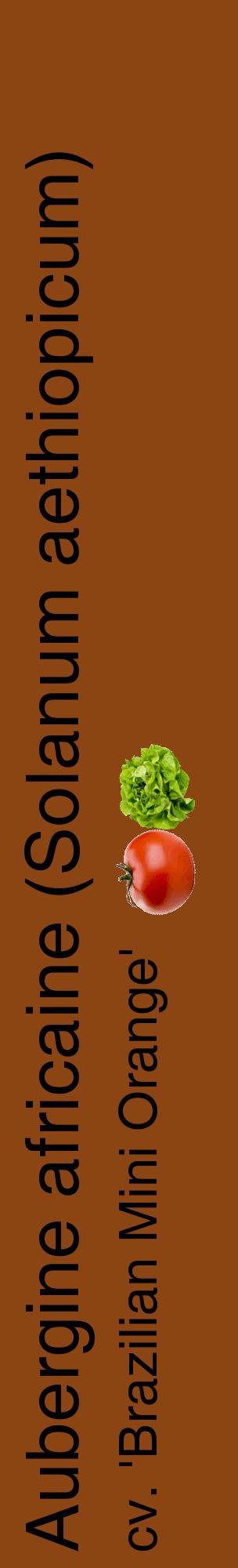 Étiquette de : Solanum aethiopicum cv. 'Brazilian Mini Orange' - format c - style noire30_basiquehel avec comestibilité simplifiée