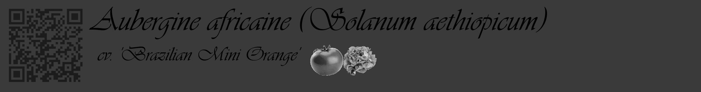 Étiquette de : Solanum aethiopicum cv. 'Brazilian Mini Orange' - format c - style noire8basique_basique_basiqueviv avec qrcode et comestibilité simplifiée