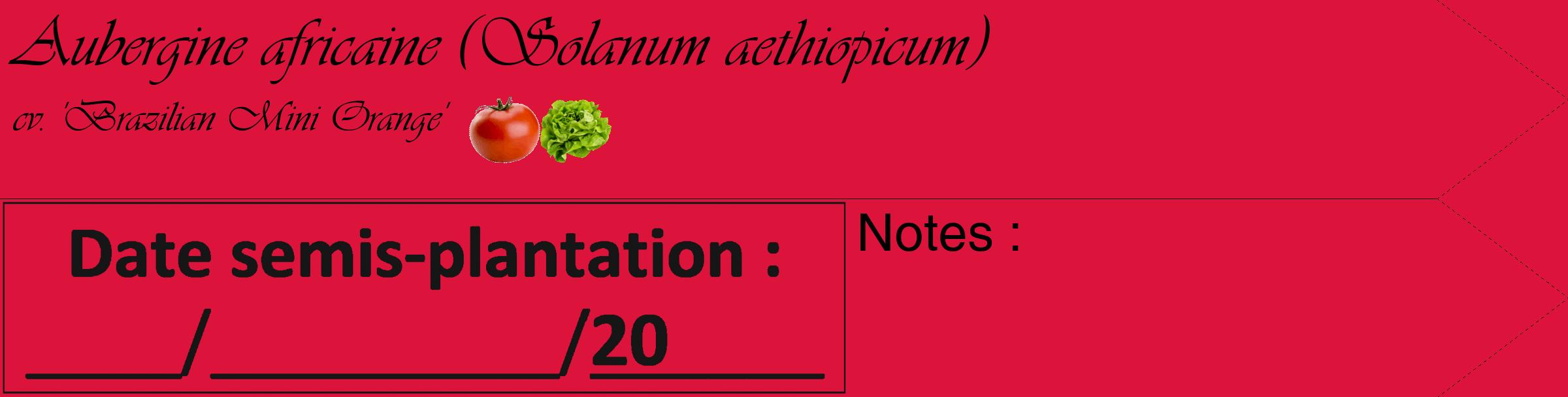 Étiquette de : Solanum aethiopicum cv. 'Brazilian Mini Orange' - format c - style noire36_simple_simpleviv avec comestibilité simplifiée