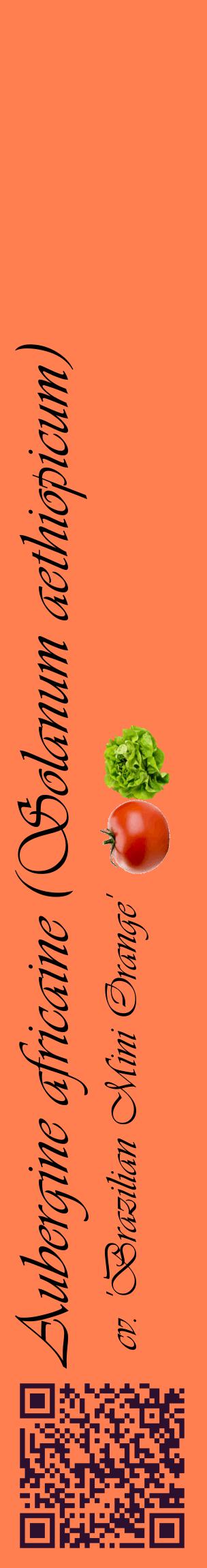 Étiquette de : Solanum aethiopicum cv. 'Brazilian Mini Orange' - format c - style noire24_basiqueviv avec qrcode et comestibilité simplifiée
