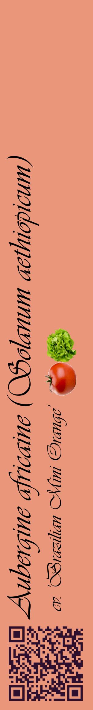 Étiquette de : Solanum aethiopicum cv. 'Brazilian Mini Orange' - format c - style noire37_basiqueviv avec qrcode et comestibilité simplifiée