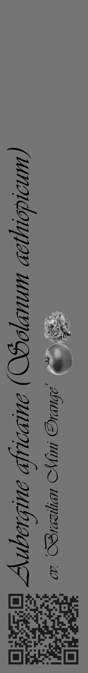 Étiquette de : Solanum aethiopicum cv. 'Brazilian Mini Orange' - format c - style noire5_basique_basiqueviv avec qrcode et comestibilité simplifiée - position verticale