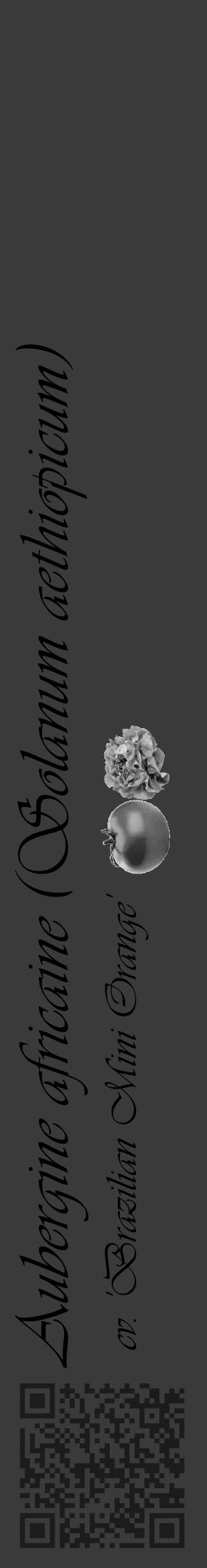 Étiquette de : Solanum aethiopicum cv. 'Brazilian Mini Orange' - format c - style noire8basique_basique_basiqueviv avec qrcode et comestibilité simplifiée - position verticale