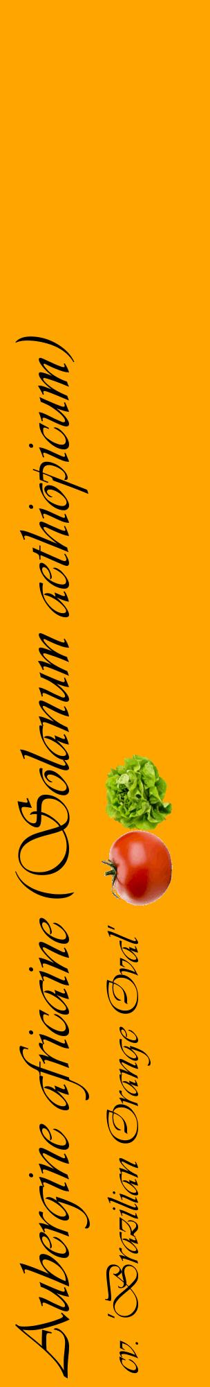 Étiquette de : Solanum aethiopicum cv. 'Brazilian Orange Oval' - format c - style noire22_basiqueviv avec comestibilité simplifiée
