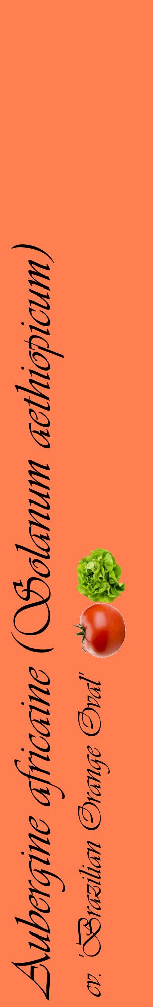 Étiquette de : Solanum aethiopicum cv. 'Brazilian Orange Oval' - format c - style noire24_basiqueviv avec comestibilité simplifiée