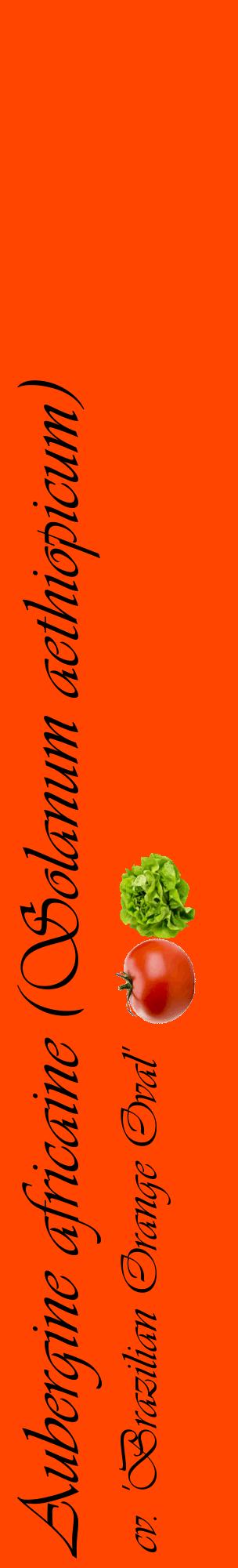 Étiquette de : Solanum aethiopicum cv. 'Brazilian Orange Oval' - format c - style noire26_basiqueviv avec comestibilité simplifiée