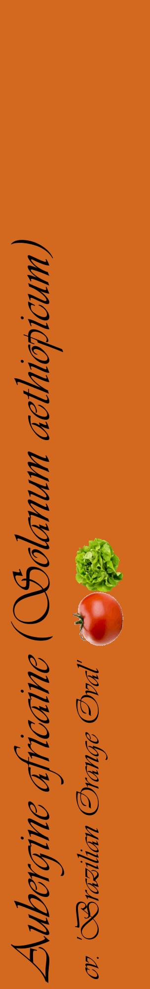 Étiquette de : Solanum aethiopicum cv. 'Brazilian Orange Oval' - format c - style noire31_basiqueviv avec comestibilité simplifiée
