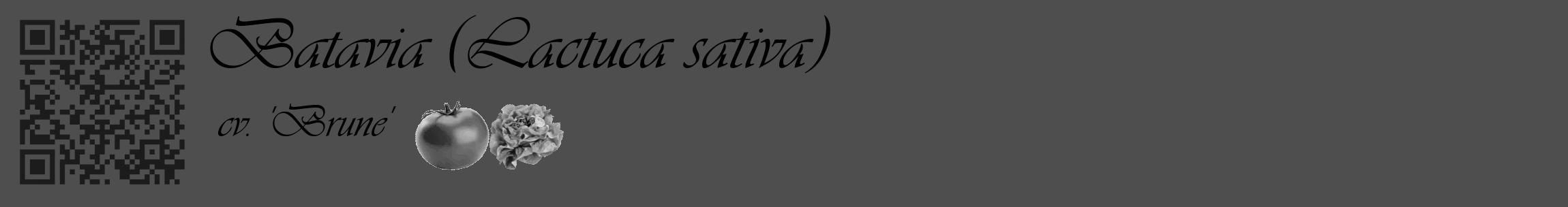 Étiquette de : Lactuca sativa cv. 'Brune' - format c - style noire33_basique_basiqueviv avec qrcode et comestibilité simplifiée