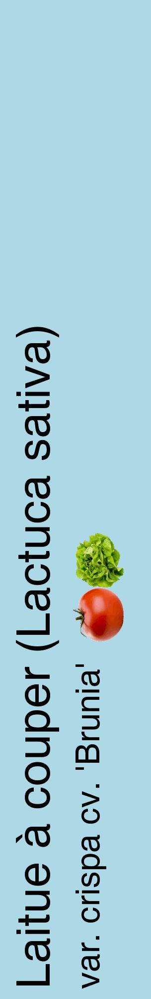 Étiquette de : Lactuca sativa var. crispa cv. 'Brunia' - format c - style noire0_basiquehel avec comestibilité simplifiée
