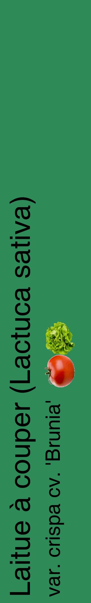 Étiquette de : Lactuca sativa var. crispa cv. 'Brunia' - format c - style noire11_basiquehel avec comestibilité simplifiée