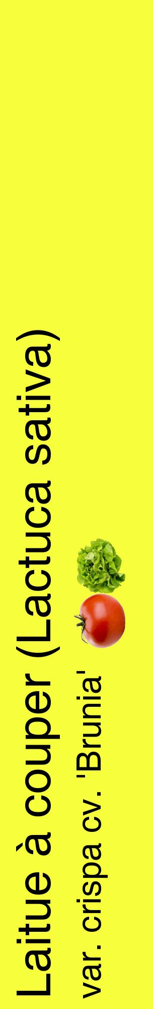 Étiquette de : Lactuca sativa var. crispa cv. 'Brunia' - format c - style noire18_basiquehel avec comestibilité simplifiée