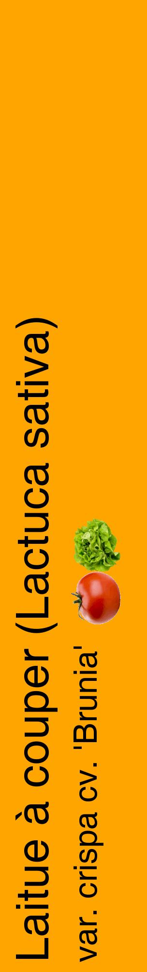 Étiquette de : Lactuca sativa var. crispa cv. 'Brunia' - format c - style noire22_basiquehel avec comestibilité simplifiée