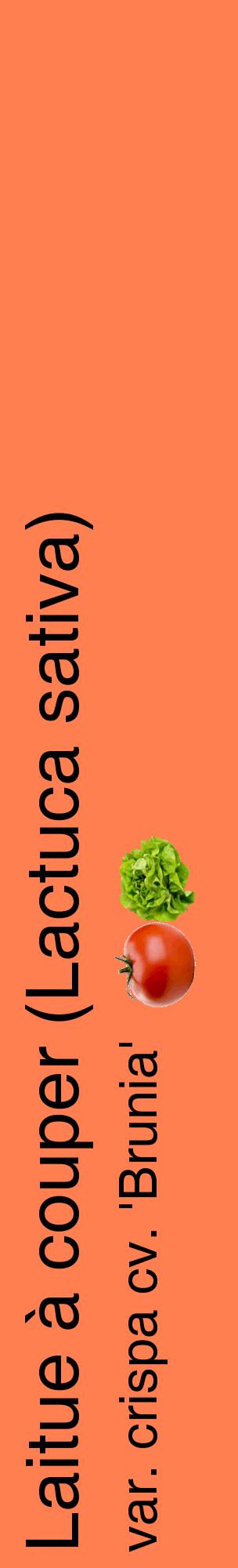 Étiquette de : Lactuca sativa var. crispa cv. 'Brunia' - format c - style noire24_basiquehel avec comestibilité simplifiée