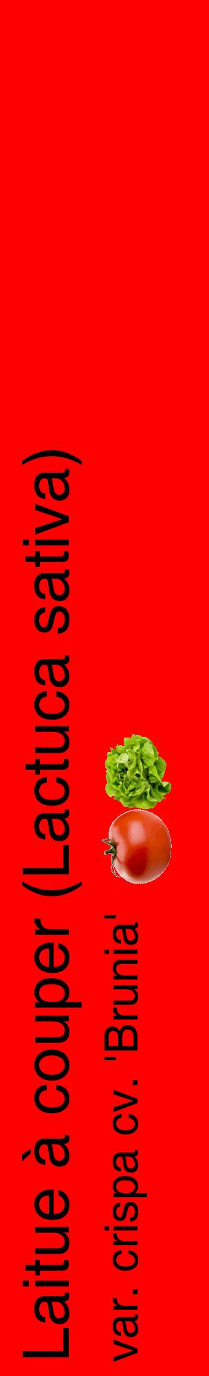 Étiquette de : Lactuca sativa var. crispa cv. 'Brunia' - format c - style noire27_basiquehel avec comestibilité simplifiée