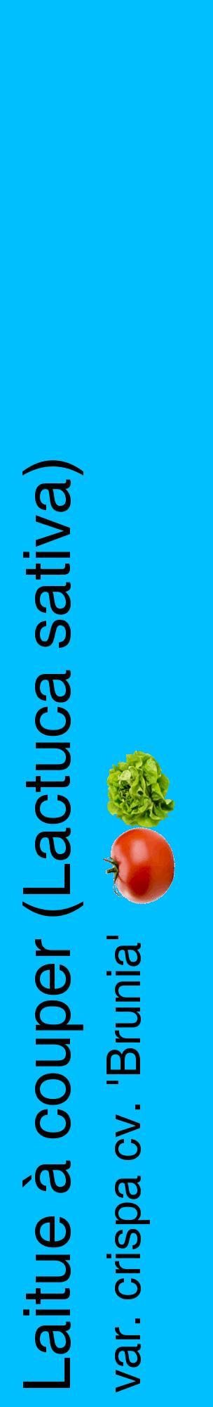 Étiquette de : Lactuca sativa var. crispa cv. 'Brunia' - format c - style noire2_basiquehel avec comestibilité simplifiée