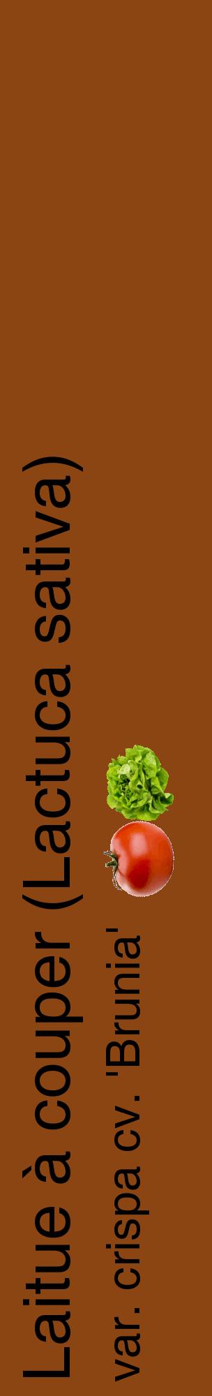 Étiquette de : Lactuca sativa var. crispa cv. 'Brunia' - format c - style noire30_basiquehel avec comestibilité simplifiée