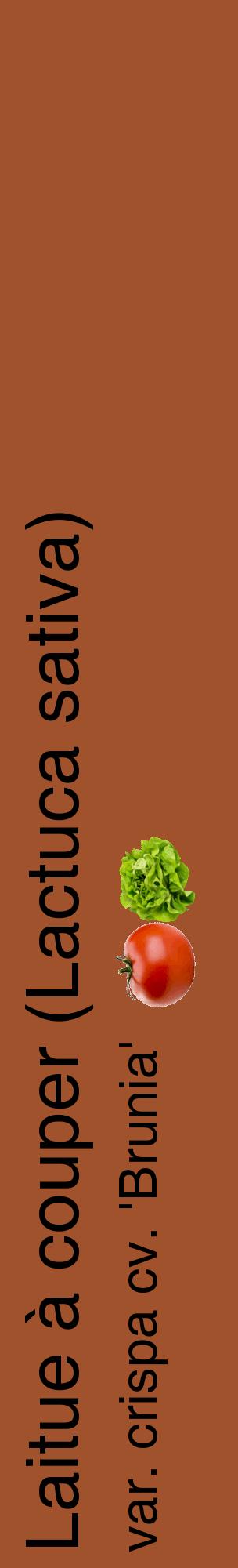 Étiquette de : Lactuca sativa var. crispa cv. 'Brunia' - format c - style noire32_basiquehel avec comestibilité simplifiée
