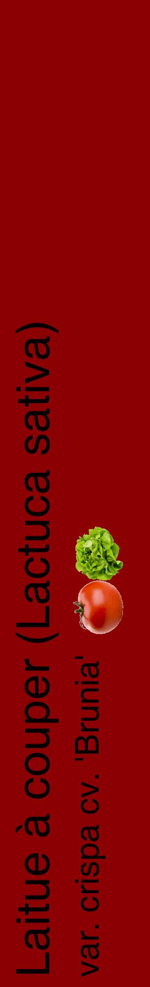 Étiquette de : Lactuca sativa var. crispa cv. 'Brunia' - format c - style noire34_basiquehel avec comestibilité simplifiée