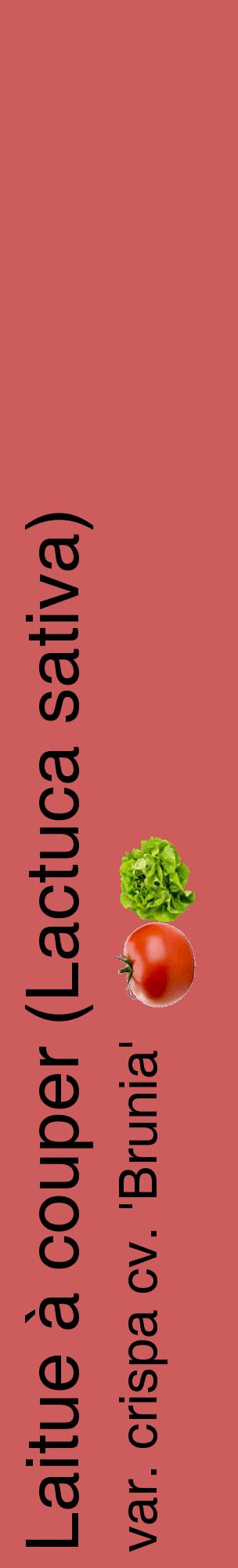 Étiquette de : Lactuca sativa var. crispa cv. 'Brunia' - format c - style noire35_basiquehel avec comestibilité simplifiée