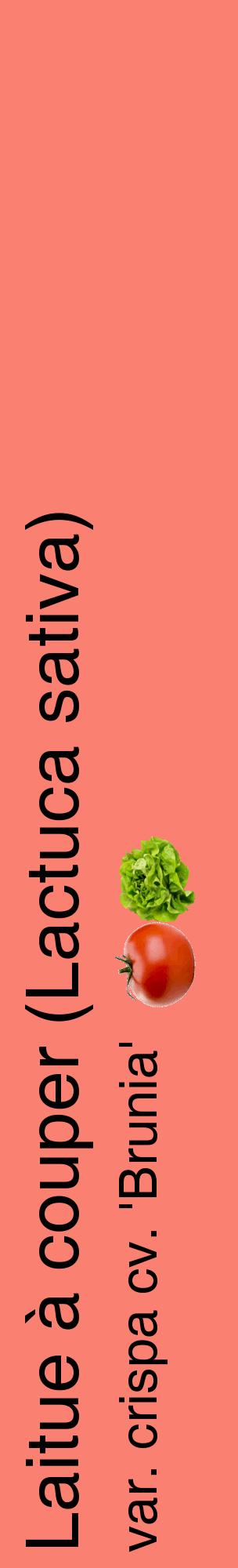 Étiquette de : Lactuca sativa var. crispa cv. 'Brunia' - format c - style noire38_basiquehel avec comestibilité simplifiée