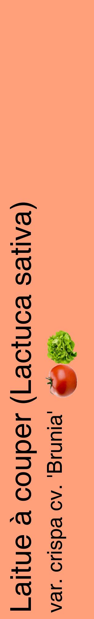 Étiquette de : Lactuca sativa var. crispa cv. 'Brunia' - format c - style noire39_basiquehel avec comestibilité simplifiée