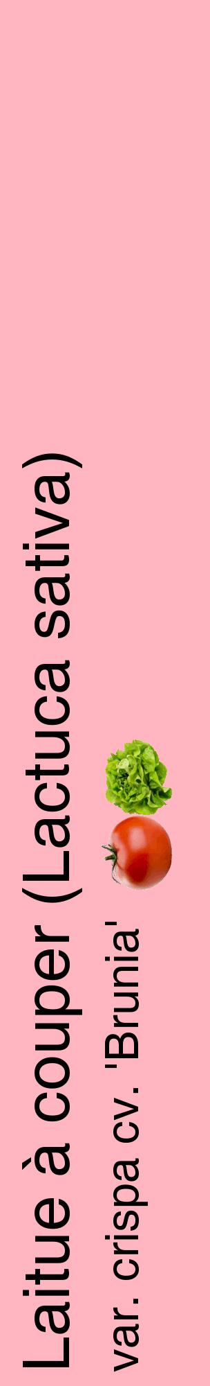 Étiquette de : Lactuca sativa var. crispa cv. 'Brunia' - format c - style noire41_basiquehel avec comestibilité simplifiée