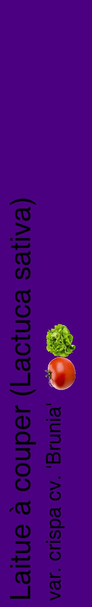 Étiquette de : Lactuca sativa var. crispa cv. 'Brunia' - format c - style noire47_basiquehel avec comestibilité simplifiée