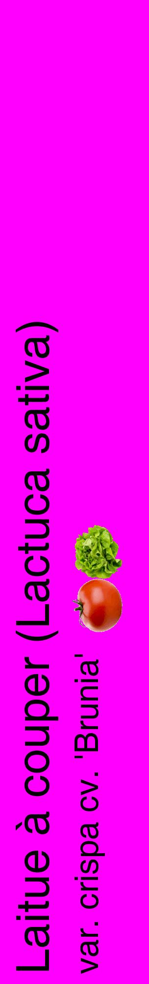 Étiquette de : Lactuca sativa var. crispa cv. 'Brunia' - format c - style noire51_basiquehel avec comestibilité simplifiée