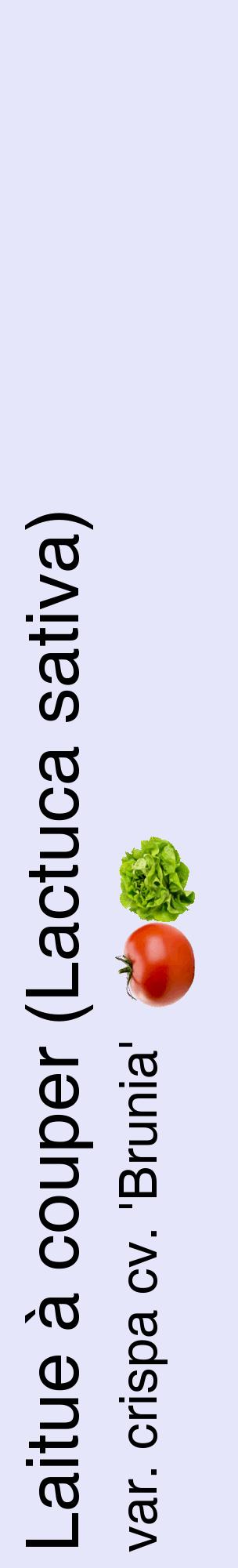 Étiquette de : Lactuca sativa var. crispa cv. 'Brunia' - format c - style noire55_basiquehel avec comestibilité simplifiée