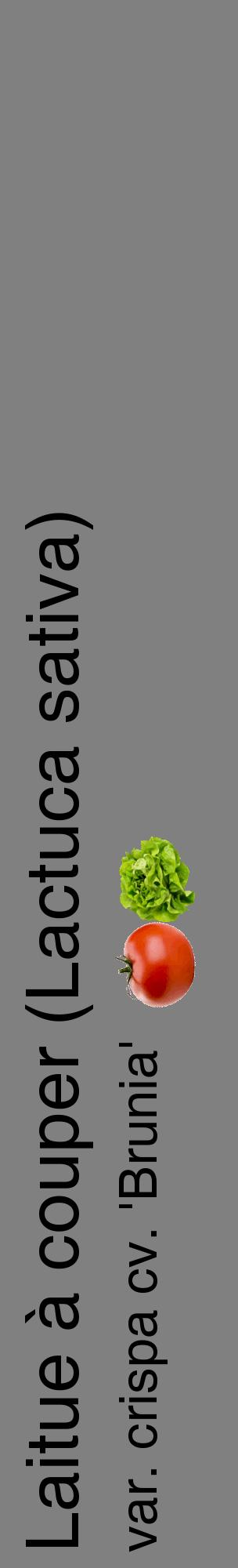 Étiquette de : Lactuca sativa var. crispa cv. 'Brunia' - format c - style noire57_basiquehel avec comestibilité simplifiée