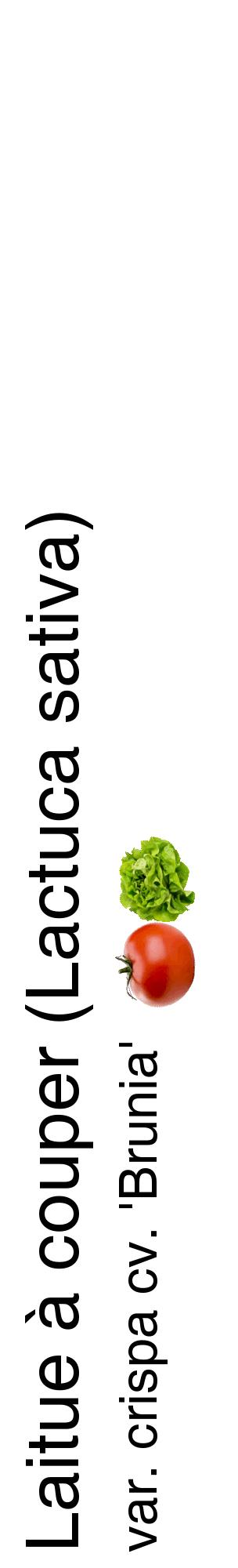 Étiquette de : Lactuca sativa var. crispa cv. 'Brunia' - format c - style noire60_basiquehel avec comestibilité simplifiée