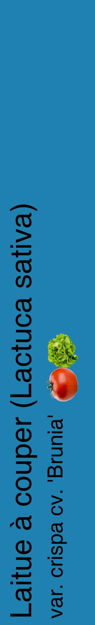 Étiquette de : Lactuca sativa var. crispa cv. 'Brunia' - format c - style noire6_basiquehel avec comestibilité simplifiée