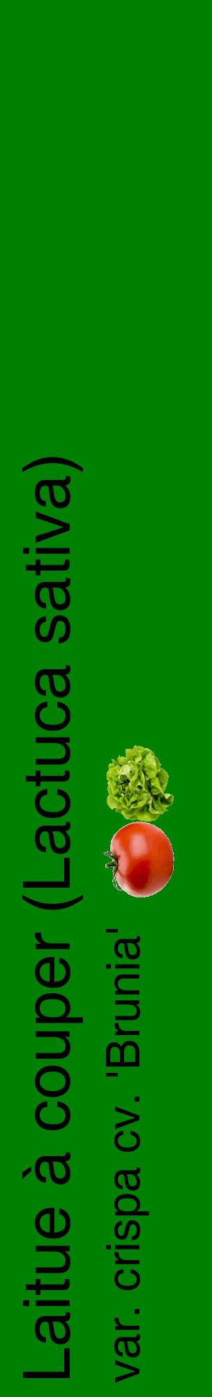 Étiquette de : Lactuca sativa var. crispa cv. 'Brunia' - format c - style noire9_basiquehel avec comestibilité simplifiée