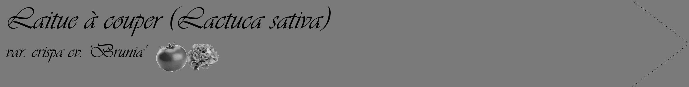 Étiquette de : Lactuca sativa var. crispa cv. 'Brunia' - format c - style noire3_simple_simpleviv avec comestibilité simplifiée