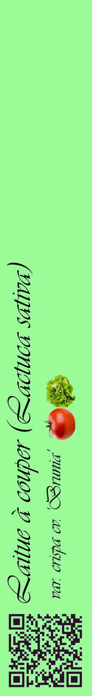 Étiquette de : Lactuca sativa var. crispa cv. 'Brunia' - format c - style noire14_basiqueviv avec qrcode et comestibilité simplifiée