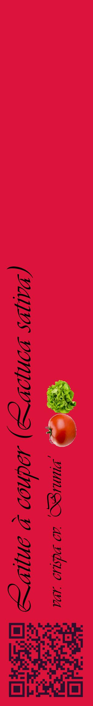 Étiquette de : Lactuca sativa var. crispa cv. 'Brunia' - format c - style noire36_basiqueviv avec qrcode et comestibilité simplifiée
