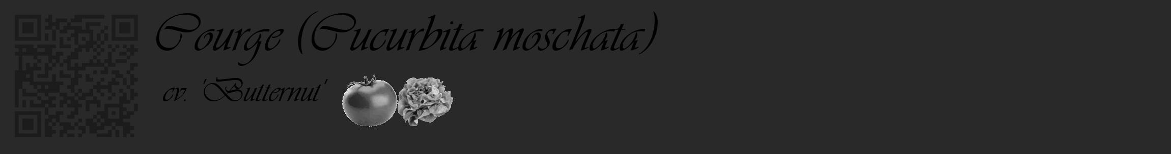 Étiquette de : Cucurbita moschata cv. 'Butternut' - format c - style noire34_basique_basiqueviv avec qrcode et comestibilité simplifiée
