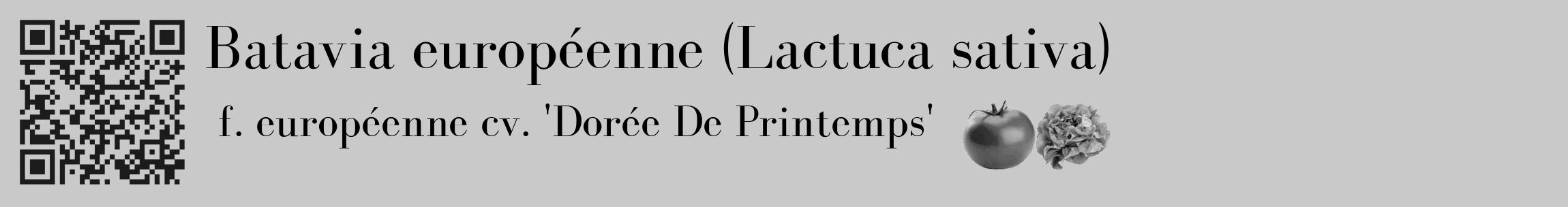 Étiquette de : Lactuca sativa f. européenne cv. 'Dorée De Printemps' - format c - style noire54_basique_basiquebod avec qrcode et comestibilité simplifiée