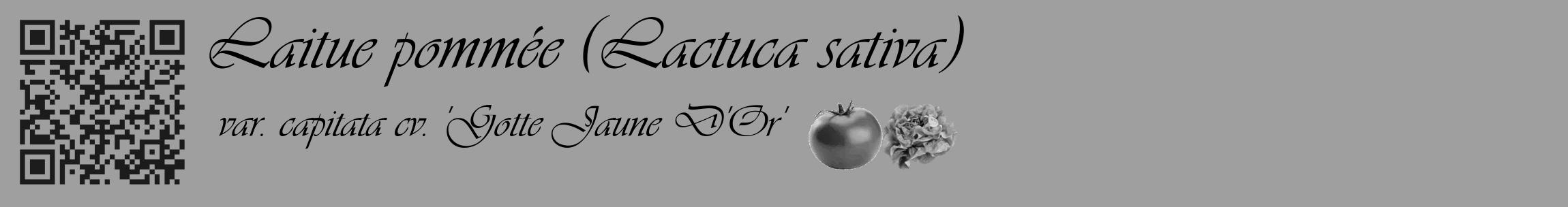 Étiquette de : Lactuca sativa var. capitata cv. 'Gotte Jaune D'Or' - format c - style noire24_basique_basiqueviv avec qrcode et comestibilité simplifiée