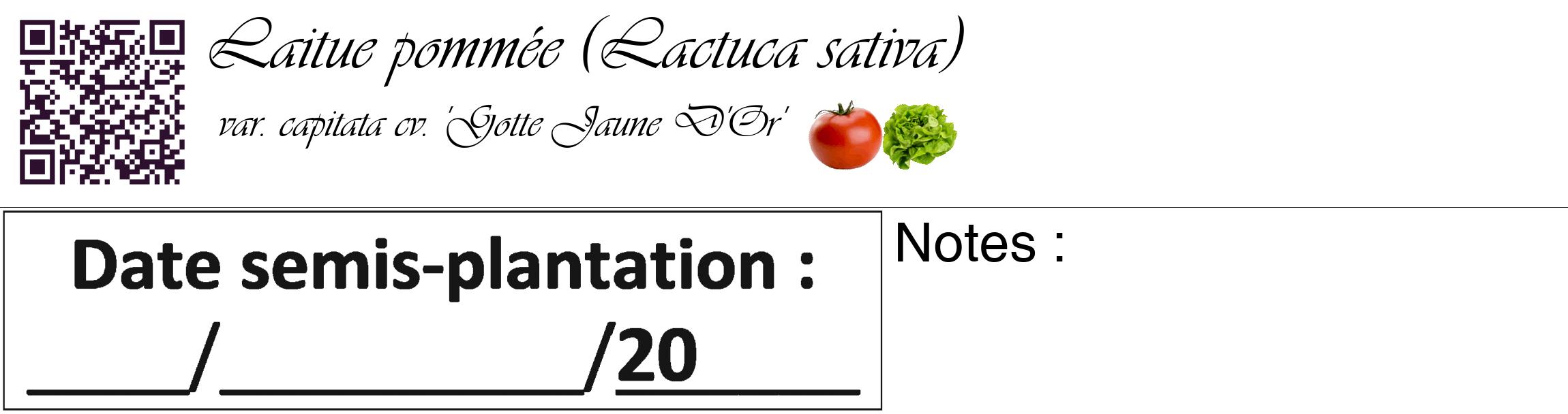 Étiquette de : Lactuca sativa var. capitata cv. 'Gotte Jaune D'Or' - format c - style noire60_basique_basiqueviv avec qrcode et comestibilité simplifiée