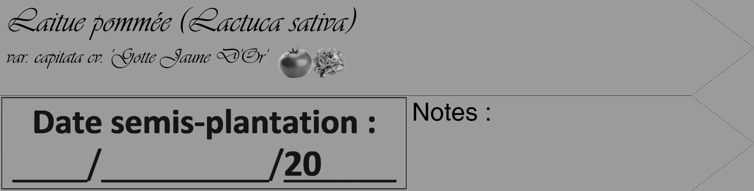 Étiquette de : Lactuca sativa var. capitata cv. 'Gotte Jaune D'Or' - format c - style noire52_simple_simpleviv avec comestibilité simplifiée