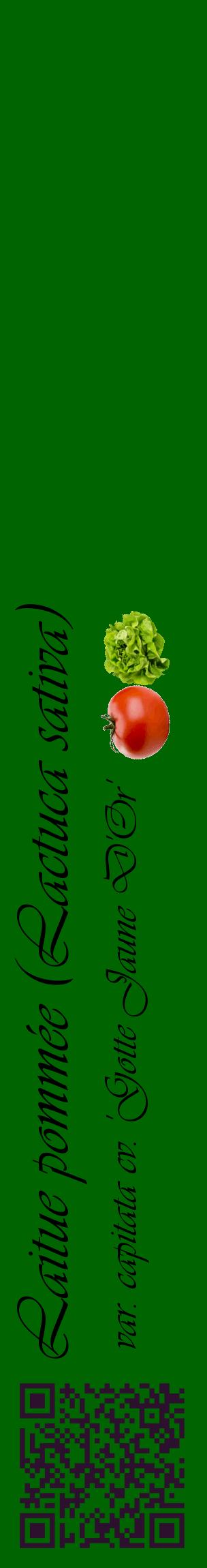 Étiquette de : Lactuca sativa var. capitata cv. 'Gotte Jaune D'Or' - format c - style noire8_basiqueviv avec qrcode et comestibilité simplifiée