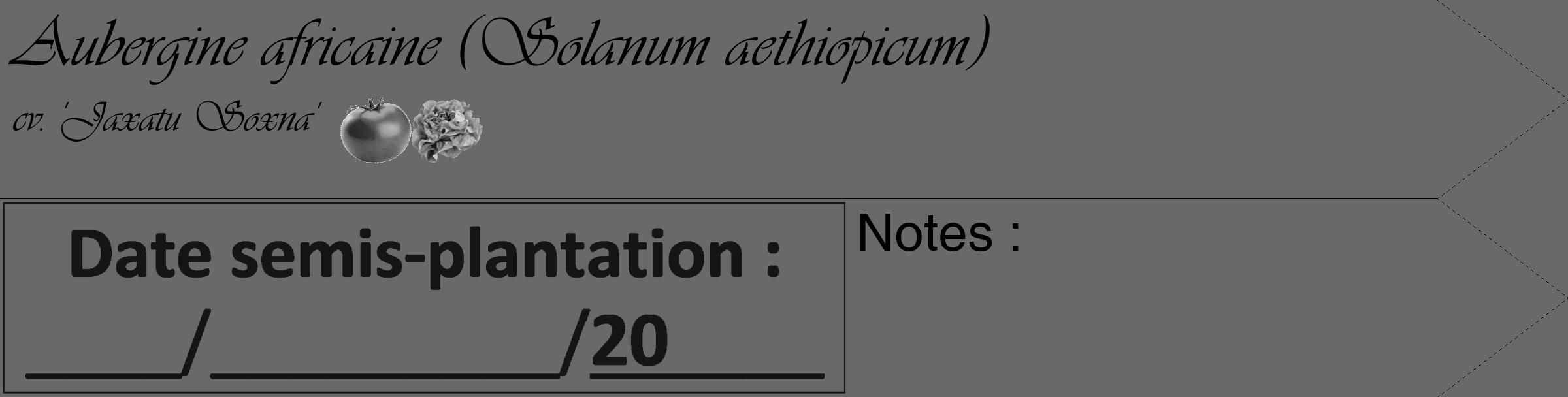 Étiquette de : Solanum aethiopicum cv. 'Jaxatu Soxna' - format c - style noire11_simple_simpleviv avec comestibilité simplifiée